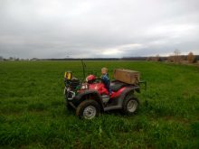 Couvert blé hiver + radis. Planification d’un roulage fin mai, suivi du semis des haricots secs.
