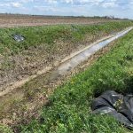 plantation arbustes indigènes bande riveraine