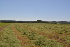 Foin, champs, rendement, profit, gestion