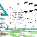 Vaches en cavale vers le Sud