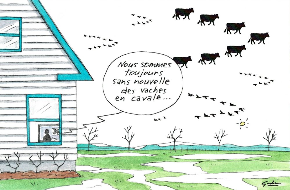 Vaches en cavale vers le Sud