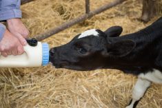 Colostrum, veau naissant, lait, bouteille
