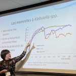 Mammite, fumier de litière recyclé, Klebsiella, vaches laitières
