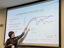 Mammite, fumier de litière recyclé, Klebsiella, vaches laitières