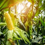 Un grand plant de maïs verse plus qu’un petit, vrai ou faux?