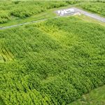 5,1 millions d’arbres plantés