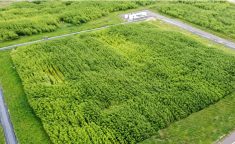 5,1 millions d’arbres plantés
