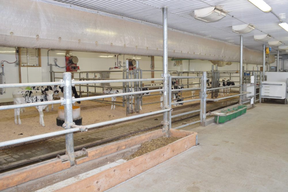 génisses laitières, Ferme Caribou