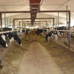 Plusieurs stratégies alimentaires sont à l'étude pour permettre de réduire les émissions de gaz à effet de serre, notamment le méthane.