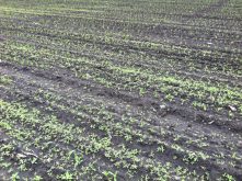 desherbage du ma&iuml;s