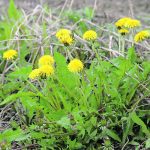 Les biopesticides freinés par les délais et les coûts