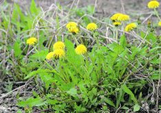Les biopesticides freinés par les délais et les coûts