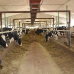 Vaches laitières : comment réduire le méthane?