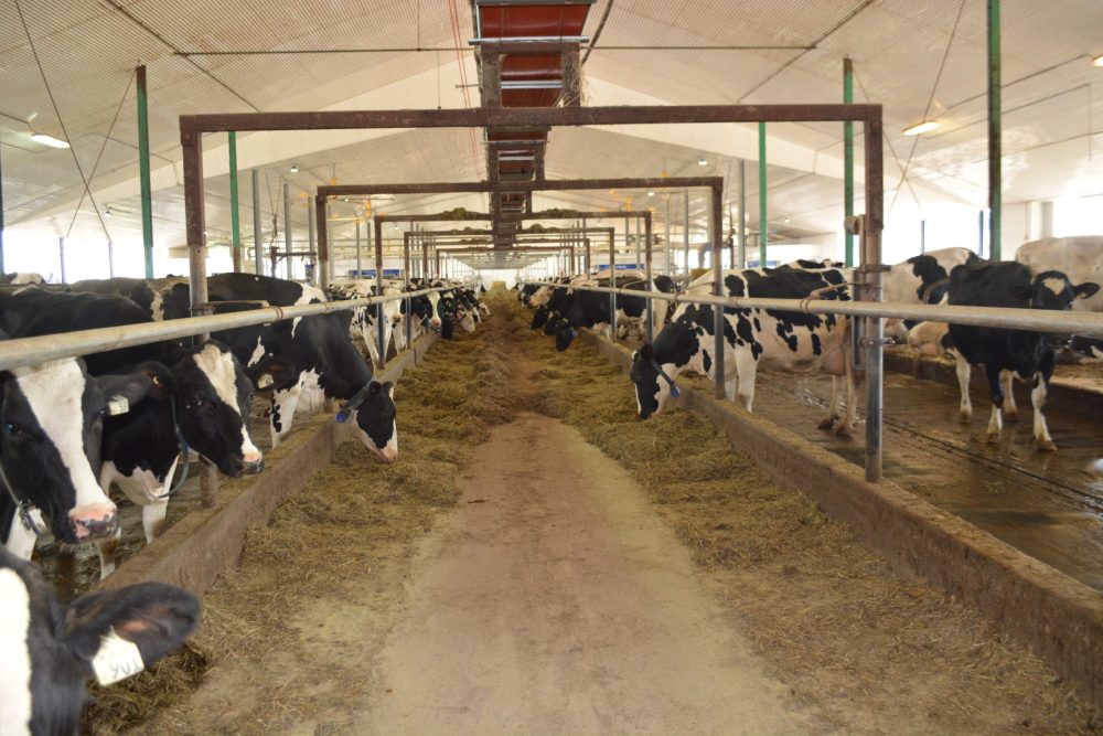 Vaches laitières : comment réduire le méthane?