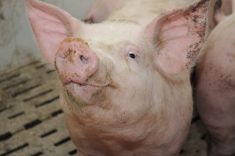 Après une baisse de 20%, la production porcine pourrait se stabiliser à une baisse autour de 10%, selon Denis Champagne.
