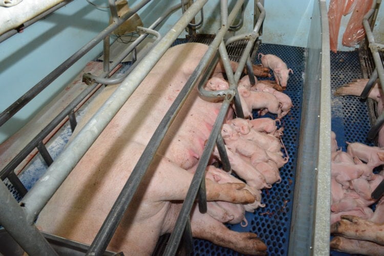Les porcs qui devront être détournés en juin sont déjà nés.