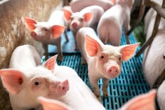 porcelets, truie, production porcine, SRRP