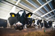La grippe aviaire détectée chez des vaches aux États-Unis