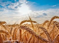 RGCQ: Les céréales de printemps déçoivent de nouveau