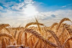 RGCQ: Les céréales de printemps déçoivent de nouveau