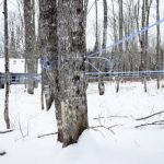 Une saison des sucres dans la moyenne