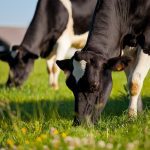 Le Rapport sur la durabilité 2022 récemment publié par DeLaval montre son engagement envers la durabilité dans trois domaines clés : l'environnement, la sécurité alimentaire et le bien-être des animaux, et les aspects sociaux et économiques.