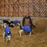 Ferme Savaron Holstein, Danny Giguère, Sabrina Caron, jeunes veaux
