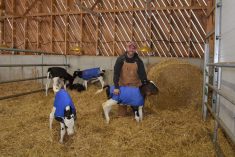 Ferme Savaron Holstein, Danny Giguère, Sabrina Caron, jeunes veaux