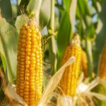 Guide RGCQ : Un outil utile pour faire son choix de semences