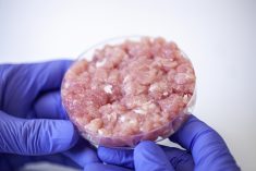 viande de laboratoire