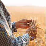 Prix des grains : une tendance baissière se dessine
