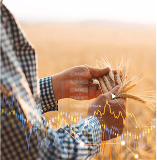 Prix des grains : une tendance baissière se dessine