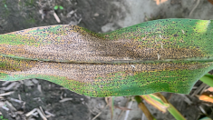 Tache goudronneuse sur une feuille de maïs grain