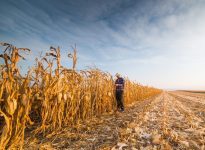 Agronomes recherchés pour participer à une étude
