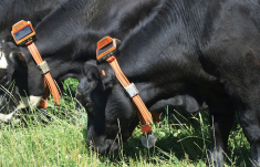 Gallagher, collier, pâturage virtuel