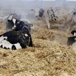 Voici des vaches taries qui sont alimentées selon un régime alimentaire à deux étapes, alors qu’elles récupèrent de la traite et se préparent à mettre bas. Les vaches fraîchement taries reçoivent un régime alimentaire à base de fourrage à basse teneur énergétique, tandis que les vaches près de vêler reçoivent des fourrages similaires, mais mélangés à quelques kilos d’ensilage de maïs et de concentrés appétents pour vaches taries.