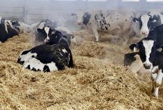 Voici des vaches taries qui sont alimentées selon un régime alimentaire à deux étapes, alors qu’elles récupèrent de la traite et se préparent à mettre bas. Les vaches fraîchement taries reçoivent un régime alimentaire à base de fourrage à basse teneur énergétique, tandis que les vaches près de vêler reçoivent des fourrages similaires, mais mélangés à quelques kilos d’ensilage de maïs et de concentrés appétents pour vaches taries.