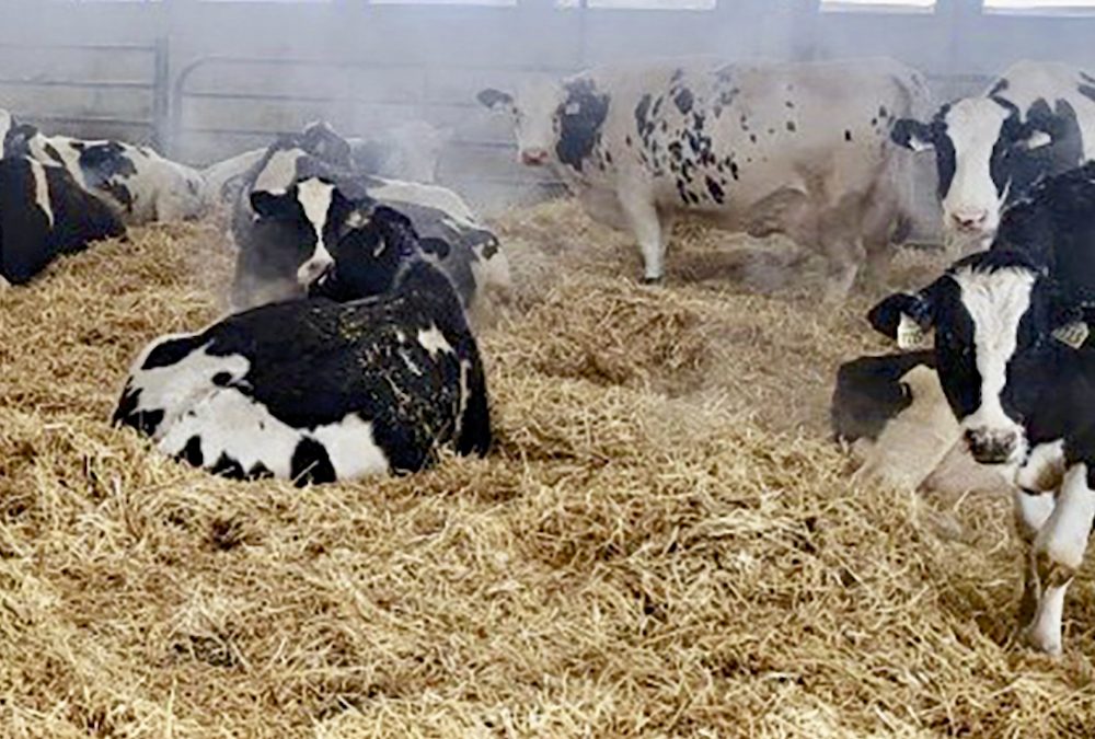 Voici des vaches taries qui sont alimentées selon un régime alimentaire à deux étapes, alors qu’elles récupèrent de la traite et se préparent à mettre bas. Les vaches fraîchement taries reçoivent un régime alimentaire à base de fourrage à basse teneur énergétique, tandis que les vaches près de vêler reçoivent des fourrages similaires, mais mélangés à quelques kilos d’ensilage de maïs et de concentrés appétents pour vaches taries.