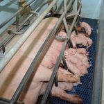 truies, lactation, porcelets
