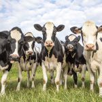 Groupe de vaches ensemble au pâturage