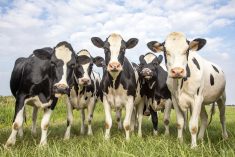 Groupe de vaches ensemble au pâturage