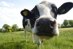 vache laitière, museau