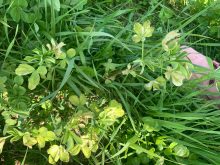 Luzerne affectée par les aléas de la température, mai 2023.