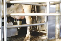 L&rsquo;utilisation des robots de traite continue de croître, mais ce n&rsquo;est pas pour tout le monde