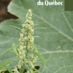 Une nouvelle édition du guide des mauvaises herbes en 25 ans