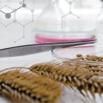 La nouvelle certification des semences reçoit un accueil mitigé