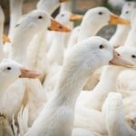 Influenza aviaire : Déjà plus de cas qu’en 2022
