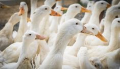 Influenza aviaire : Déjà plus de cas qu’en 2022