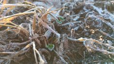 Le gel a frappé fort dans la nuit du 17 au 18 mai.