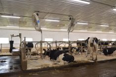 ventilateurs, vaches laitières, stress thermique